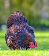 5 + 1 PUREBRED GOLD & SILVER LACED WYANDOTTE Organic, Free Range Hatching EGGS.