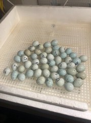 20+ Celadon Blue Quail Mix Jumbo Only Hatching Eggs, NPIP & PT Tested