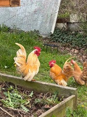 12+ small Quality Serama Chicken Hatching Eggs