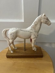 Horse Anatomical Teaching Model w/ Muscle Detail & Labeled Points on Wood Base
