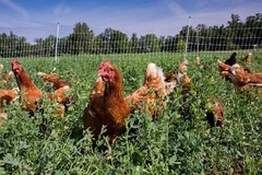 82′ Gallagher electric poultry net fence