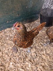 10+2 Silver & Golden Sebrights 100% Pure Fertile Hatching Eggs E/S: February