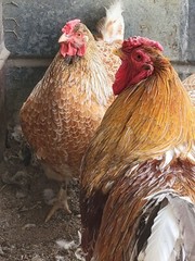 6 + Silver lace red Wyandotte Hatching eggs