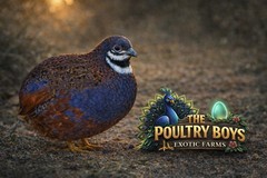 12 Exotic Mystery Pack Button Quail Hatching Eggs Chinese Painted SPECIAL RARE