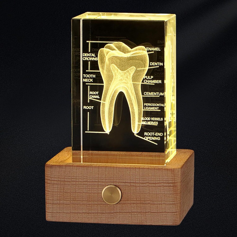 3D Crystal Human Tooth Model, Black Gift Packaging, Wood Base with Yellow Light
