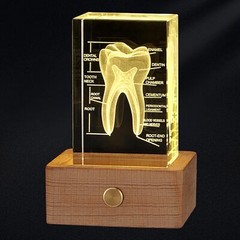 3D Crystal Human Tooth Model, Black Gift Packaging, Wood Base with Yellow Light