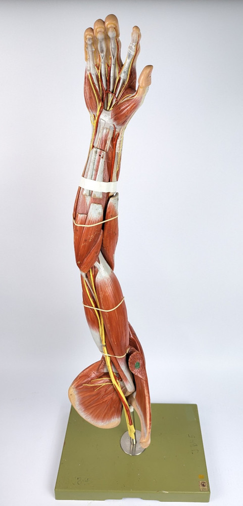 Vtg Anatomical Somso Muscle Arm Model with Shoulder Girdle (B)
