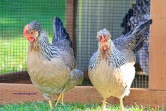 10+ Fertile Homozygous Cream Legbar Chicken Hatching Eggs
