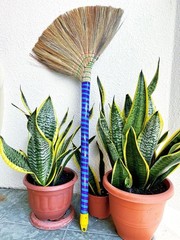 Authentic Asian Broom Set of 3 Vietnamese Straw 40″ Length