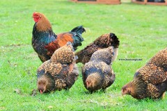 12+ Gold Laced Brahma Fertile Chicken Hatching Eggs Gentle Large Breed