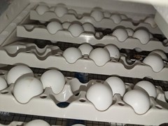 36+ Georgia Giant Bobwhite Quail Fertile Hatching Eggs (Colinus virginianus)NPIP