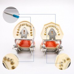28/32 Dental Typodont Teeth Model Removable Teeth Soft Gingiva Teaching Model