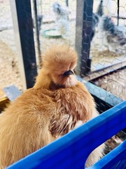 Silkie Hatching Eggs 7+ Calico Partridge Black Gray White Splash And Paint