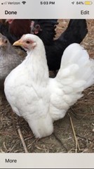 9 + 3 SQ Fresh Serama Hatching Eggs Splash Blue Black Chocolate Mottled! NPIP