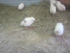 120 Jumbo White X Texas A&M coturnix Quail Hatching eggs HEATED Shipping