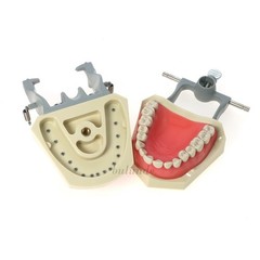 US Dental Typodont Teeth Model Mounting Pole Fit Columbia Kilgore Nissin Frasaco
