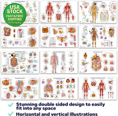 12 Human Anatomy Posters Laminated Medical Biology Health Classroom 18X30