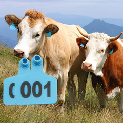 100 Plastic Cattle Ear Tags 001-100 for Livestock Identification (Blue)