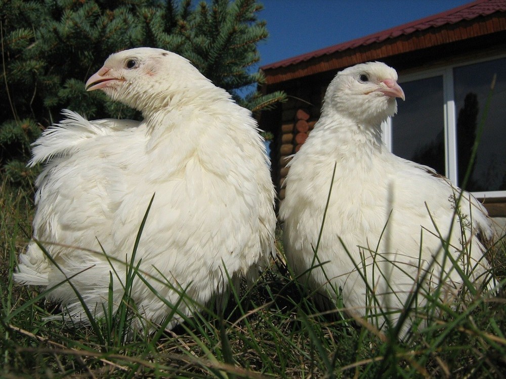 23+ Fertile Hatching Eggs Quail Coturnix Jumbo White Texas A&M Meat & Egg Birds