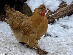 12 Fresh and Fertilized Barnyard Mix Rainbow Assortment Chicken Hatching Eggs!