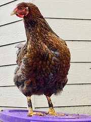 12 BYM Chicken Hatching Eggs Ameraucana Orpington Wyandotte Maran Cochin Brahma