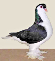 3 FERTILE MULTI COLOR MIX PIGEONS LAHORE & CAPUCHINE PIGEON HATCHING EGGS USPS