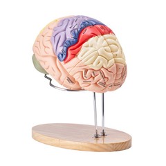 VEVOR Human Brain Model Anatomy Teaching Brain Model 4-Part Labeled 2X Enlarged