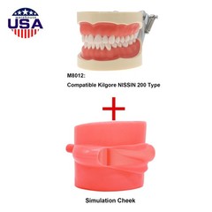 Dental 200 Type Typodont Model With Removable Teeth fit Kilgore NISSIN M8012