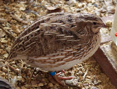 12+ Coturnix Quail Hatching Eggs, Fun Colors, NPIP, Free Shipping