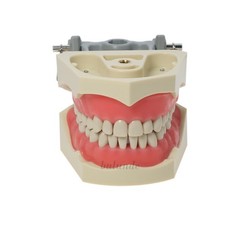 US Columbia 860 Type Dentoform Dental Typodont Model with 32Pcs Removable Teeth
