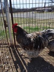 6+ Blue Splash English Orpington show quality hatching eggs