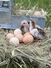 14 FRESH GUINEA FOWL HATCHING EGGS READY