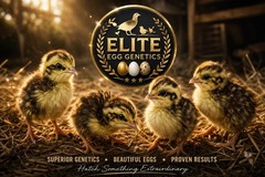 30+ Jumbo Coturnix Quail Hatching Eggs – RARE Color Mix(Celadon Blue Egg Line!)