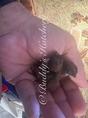 3 Dozen Tennessee Red Bob White Quail Hatching Eggs