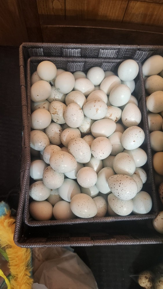 Celedon Courtornix Quail Hatching Eggs 24 Jumbo High Hatch Rate