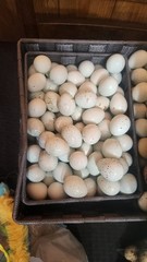 Celedon Courtornix Quail Hatching Eggs 24 Jumbo High Hatch Rate