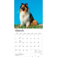 Collies | 2027 12×24″ (Hanging) Monthly Wall Calendar | Plastic-Free
