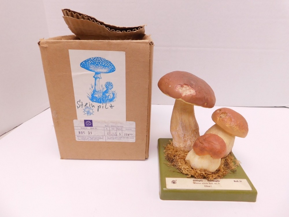VTG SOMSO Steinpilz Mushroom Educational Model Germany Herrenpilz Stone w Box