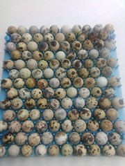 100+ brown pharaoh coturnix quail hatching eggs for sale