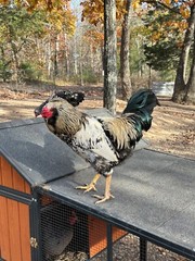 12 Rainbow chicken hatching eggs| Healthy Flock