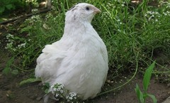 23+ Fertile Hatching Eggs Quail Coturnix Jumbo White Texas A&M Meat & Egg Birds