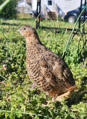 25+ Assorted Coturnix Fertile Quail Hatching Eggs – Variety Of Color