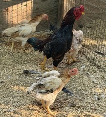 9 – KO SHAMO BANTAM EGGS VERY FRESH SUPERB QUALITY these will Ship 2day FedEx