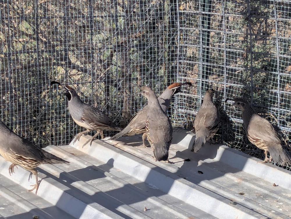 18 Gambel’s Quail Hatching Eggs – Farm fresh + tested fertile