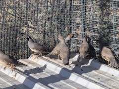 18 Gambel’s Quail Hatching Eggs – Farm fresh + tested fertile