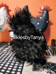 6+ Fertile Bantam Silkie Chicken Hatching Eggs. Frizzles/ Satins Possible.