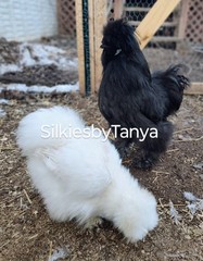 6+ Fertile Bantam Silkie Chicken Hatching Eggs. Frizzles/ Satins Possible.