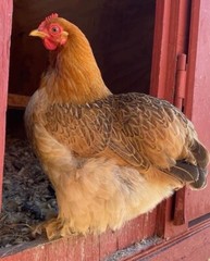 12 Rainbow chicken hatching eggs| Healthy Flock