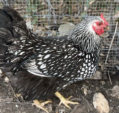 5 PUREBRED SILVER & GOLD LACED WYANDOTTE Organic, Unwashed, Free Range EGGS.