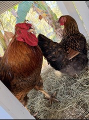6 Wyandotte silver, black and blue hatching eggs